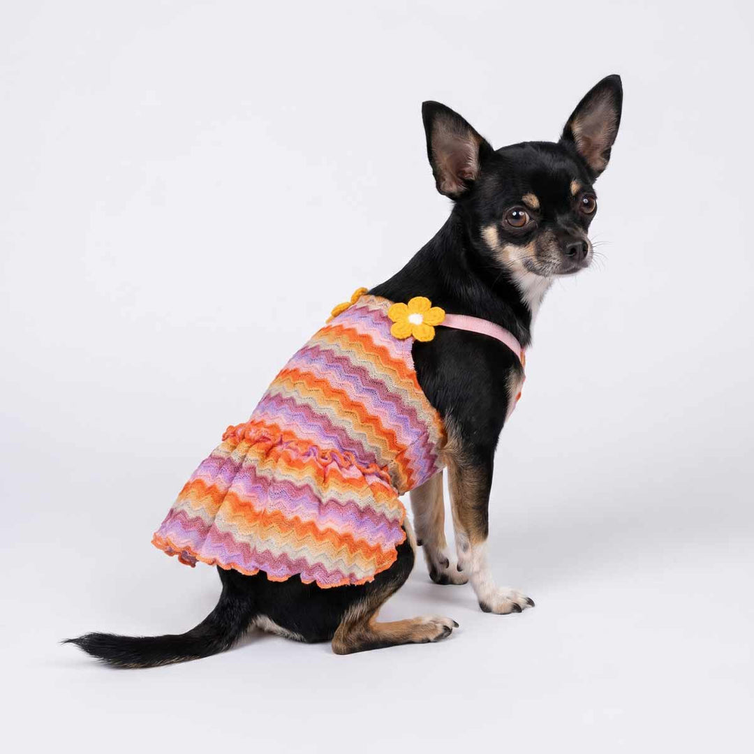 Small Chihuahua sitting on a white background with a colorful wavy striped dress for dogs 