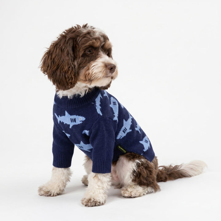 Small brown and white dog wearing a navy blue dog knitted sweater with a light blue shark pattern