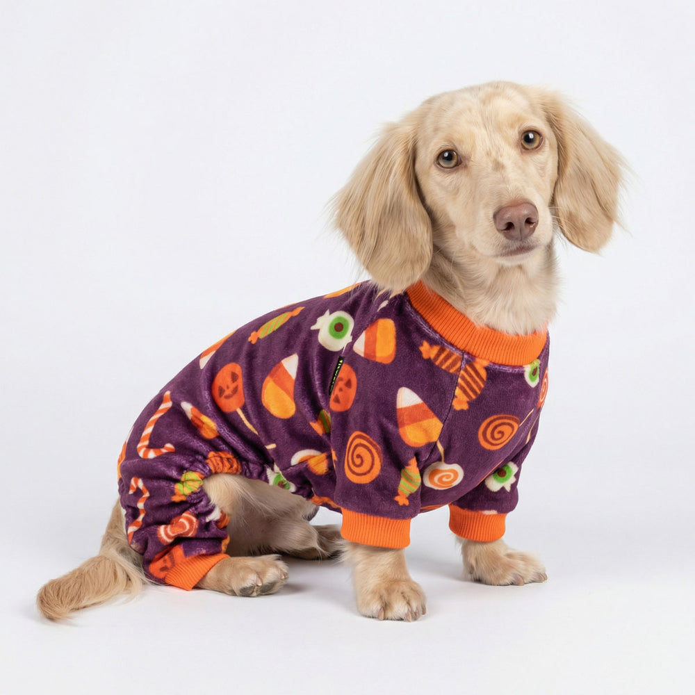 Dachshund wearing a Halloween themed pajamas for dogs