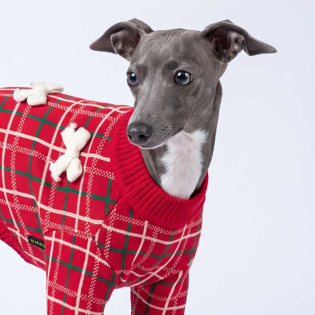 Gray Italian Greyhound dog wearing a red dog knit sweater with a green and white plaid pattern and white bow details