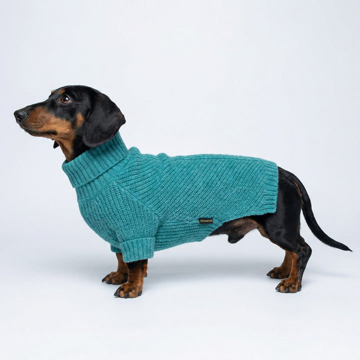 Dachshund standing with a dog knitted sweater
