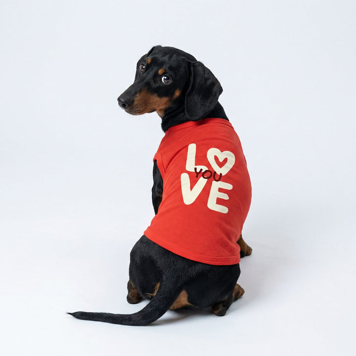 Dachshund in a red Valentine dog t shirt with sweet 'love you' lettering
