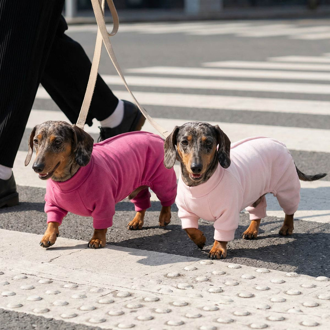 Two dachshunds walking across a crosswalk wearing pink dog pajamas, outdoor street scene on leashes