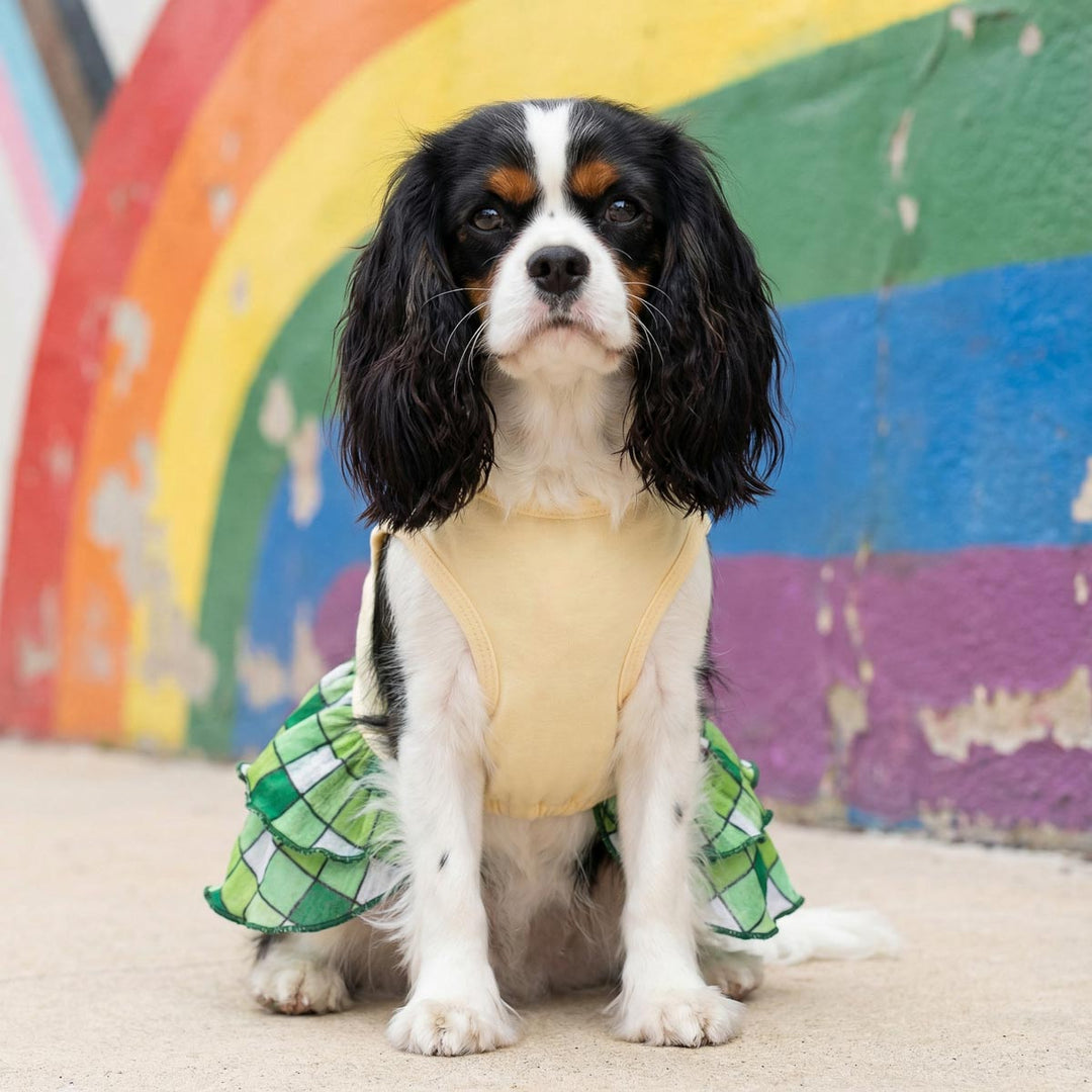Cavalier King Charles Spaniel sitting on the ground with St. Patrick's Day dog dress
