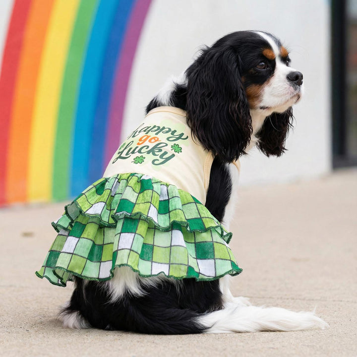 Cavalier King Charles Spaniel in a dog dress with 'happy go lucky' lettering and shamrock prints