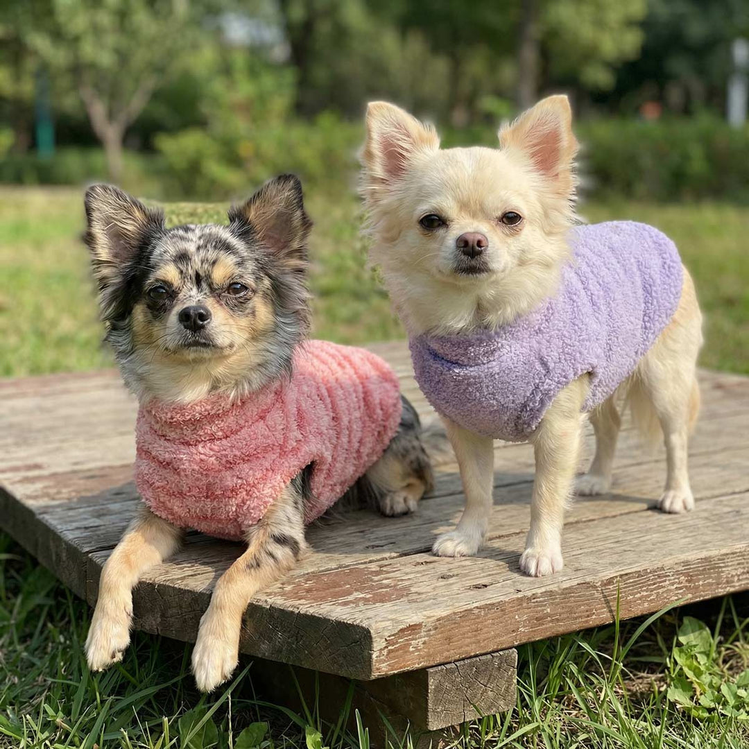 Two long haired chihuahuas wearing striped dog sweater outdoors on wooden platform