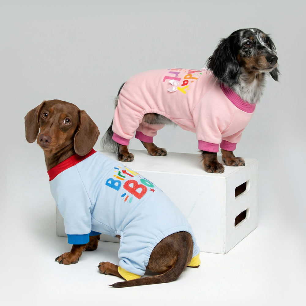 Two dachshund wearing birthday themed dog onesies