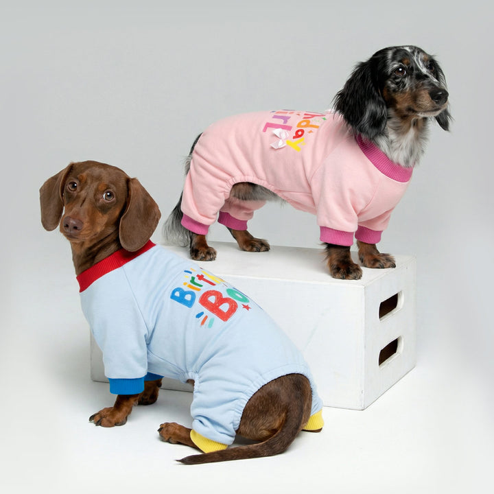 Two dachshund wearing birthday themed dog onesies