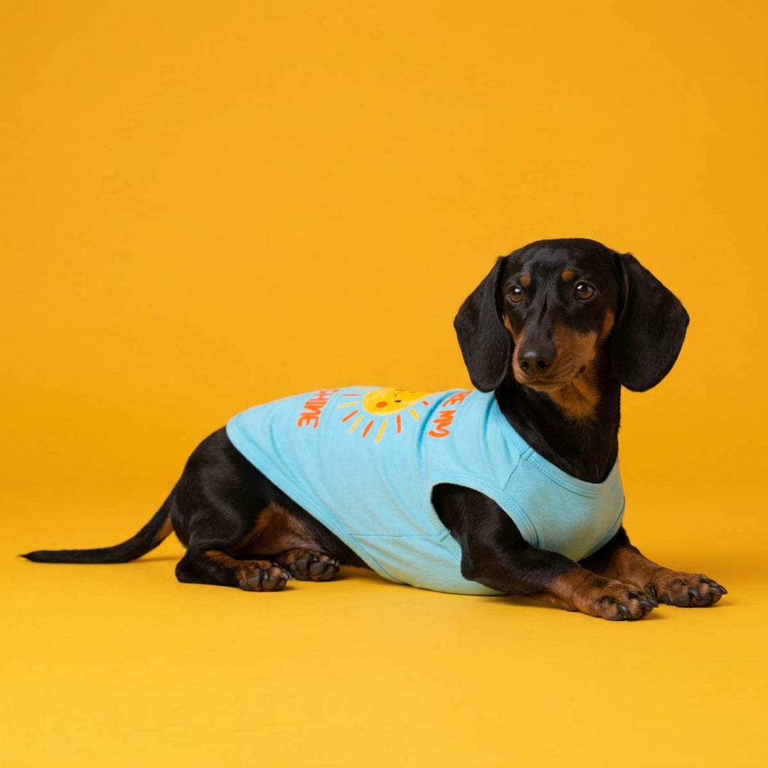 Dachshund lying on the floor with a light blue shirt for dogs on an orange background