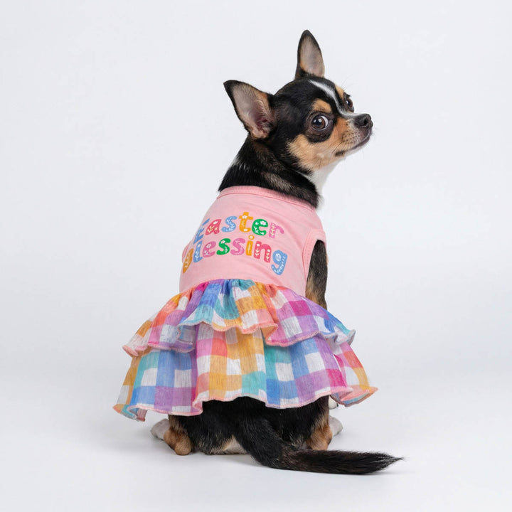 Dog wearing a colorful Easter dress for dogs with  Easter Blessing' lettering on a white background