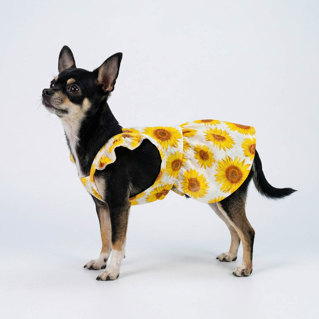 Chihuahua wearing a sunflower patterned dress for dogs on a white background
