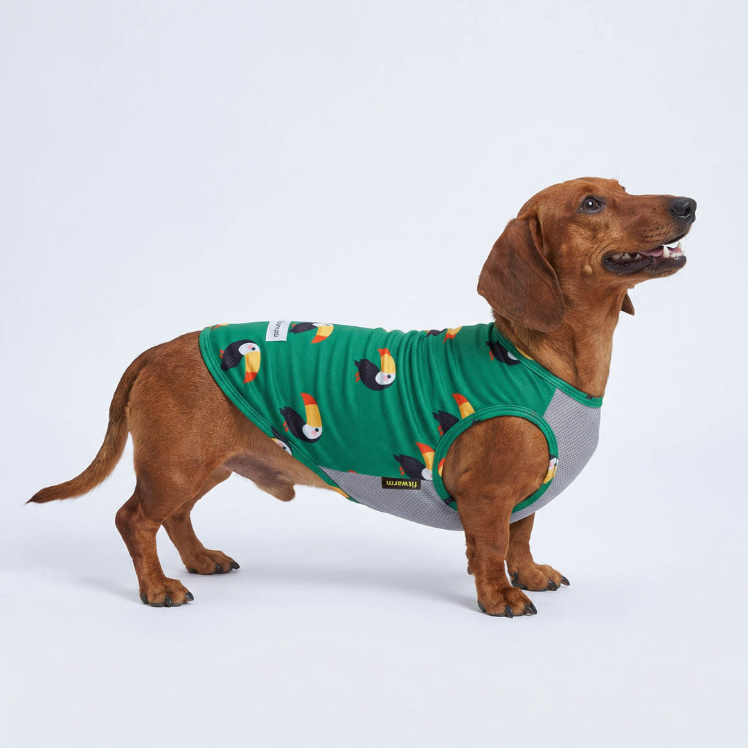 Dachshund in a green dog UV shirt with funny toucan and mesh fabric design
