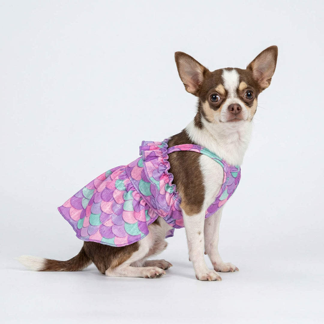 Small Chihuahua wears a dog summer dress with ruffle details and mermaid prints