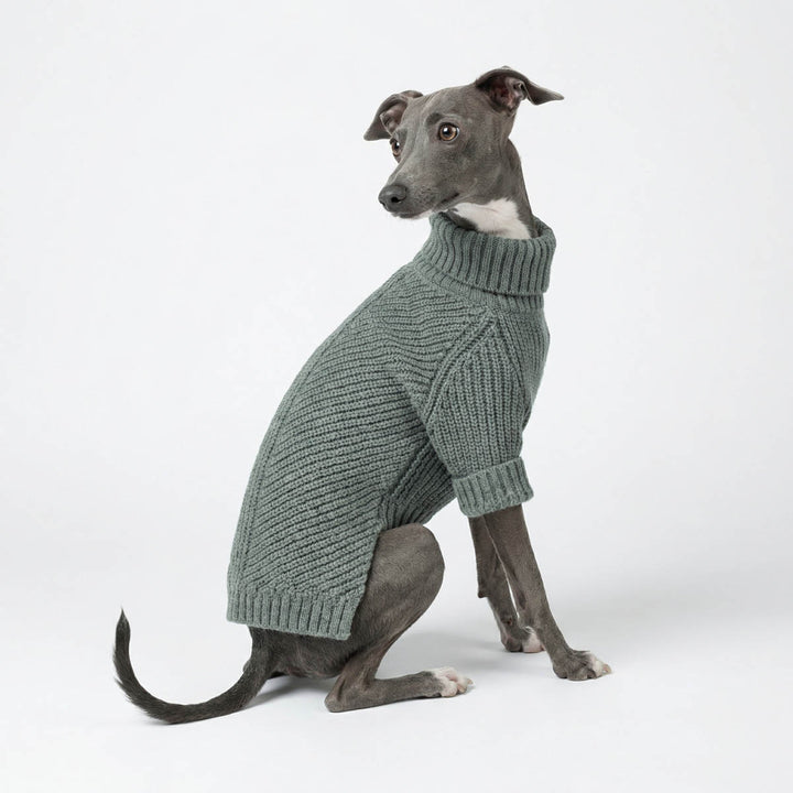 Italian greyhound turns around in a grey dog sweater