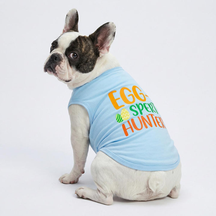 Boston Terrier sitting on the ground in a blue Easter dog shirt with 'Egg-spert hunter' lettering