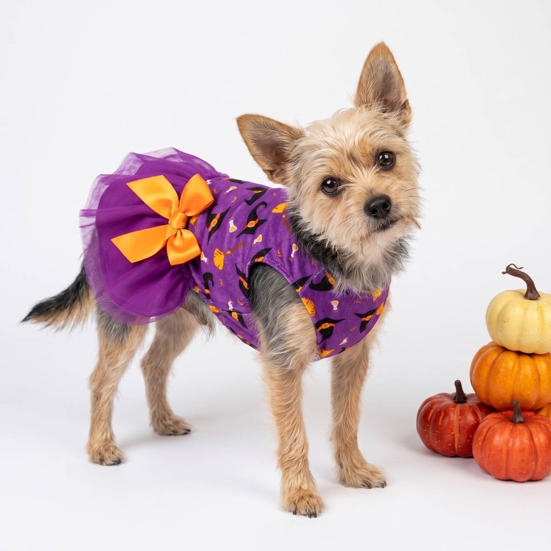 Small tan dog stading on a white background wearing a purple Halloween costume dog tutu dress with an orange bow and orange pumpkin print
