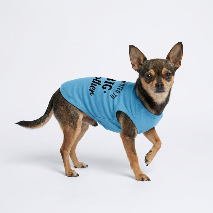 Small dog wearing a blue shirt for dogs with text on a white background