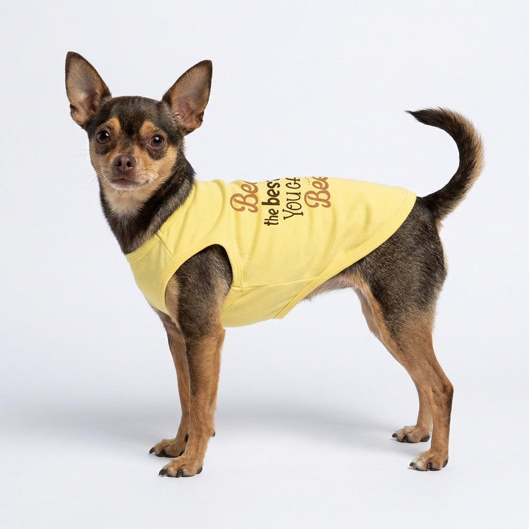 Small dog wearing a yellow dog tshirt with text on a white background