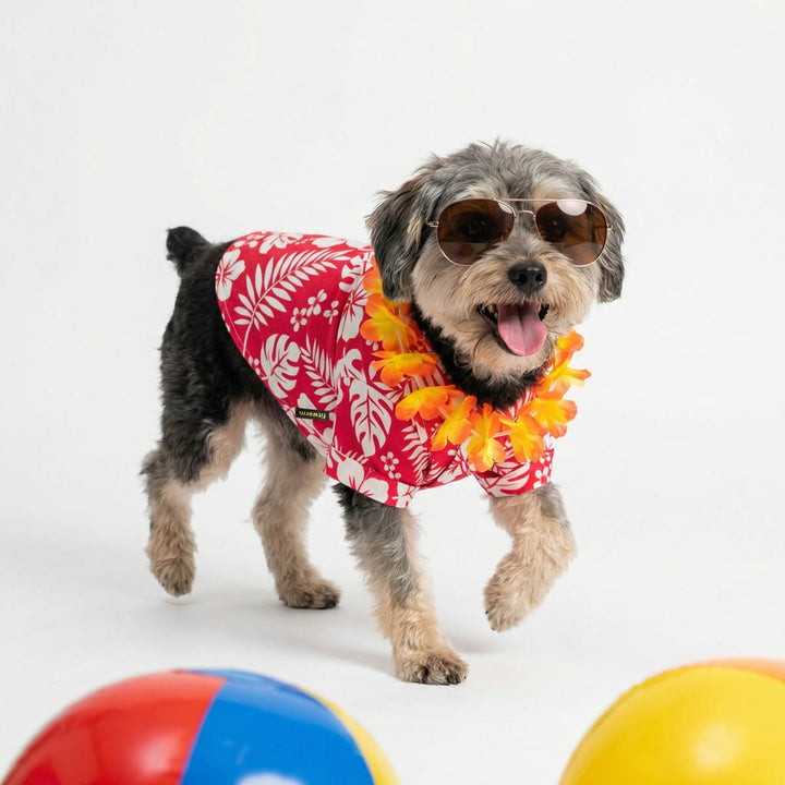 Dog wearing a Hawaiian dog shirt with sunglasses and beach balls on a white background