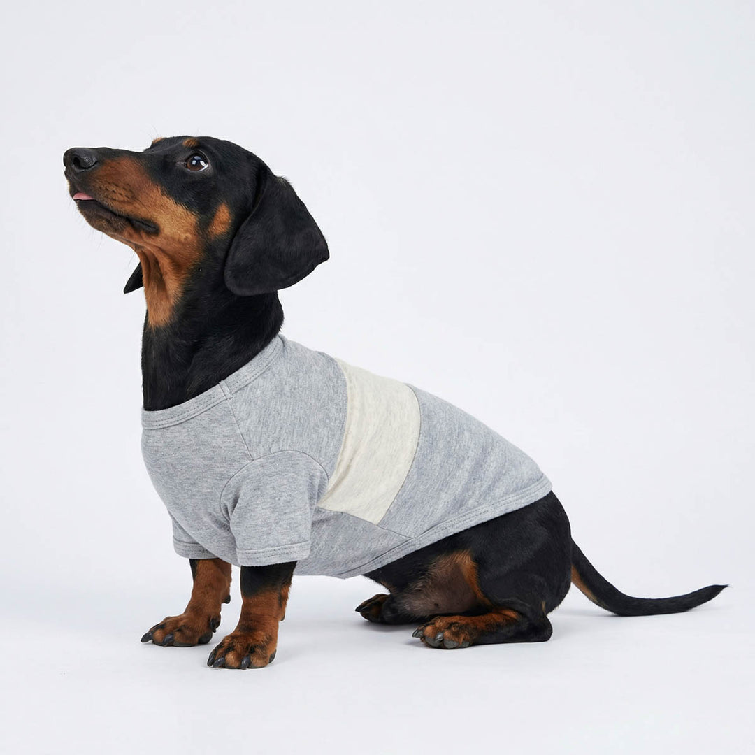Dachshund sitting with a grey dog summer t-shirt