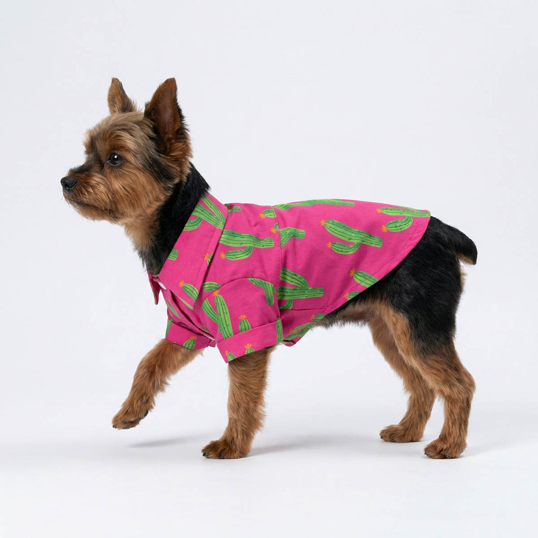 Yorkie wear a pink dog summer tshirt with cactus prints