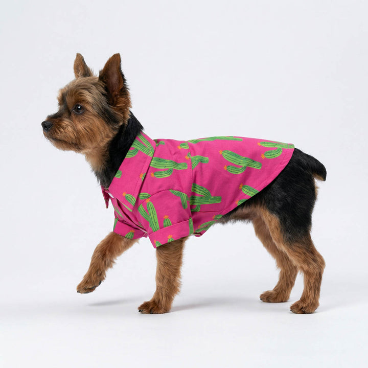 Yorkie wear a pink dog summer tshirt with cactus prints