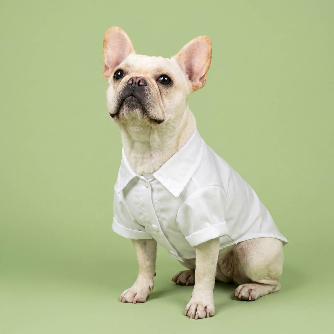 Dog wearing a white dog wedding shirt on a green background