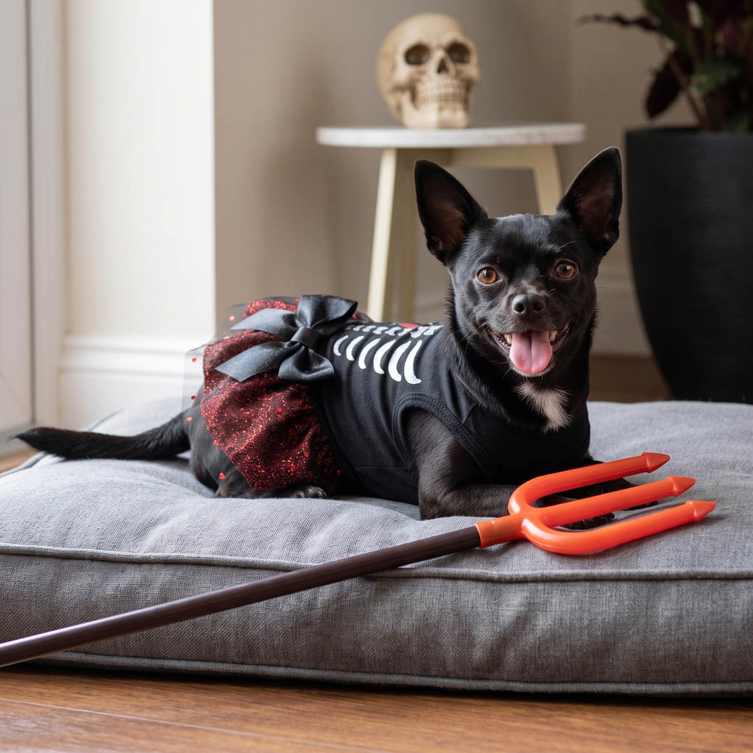 Small black dog lying on the cushion with Halloween dog tulle dress