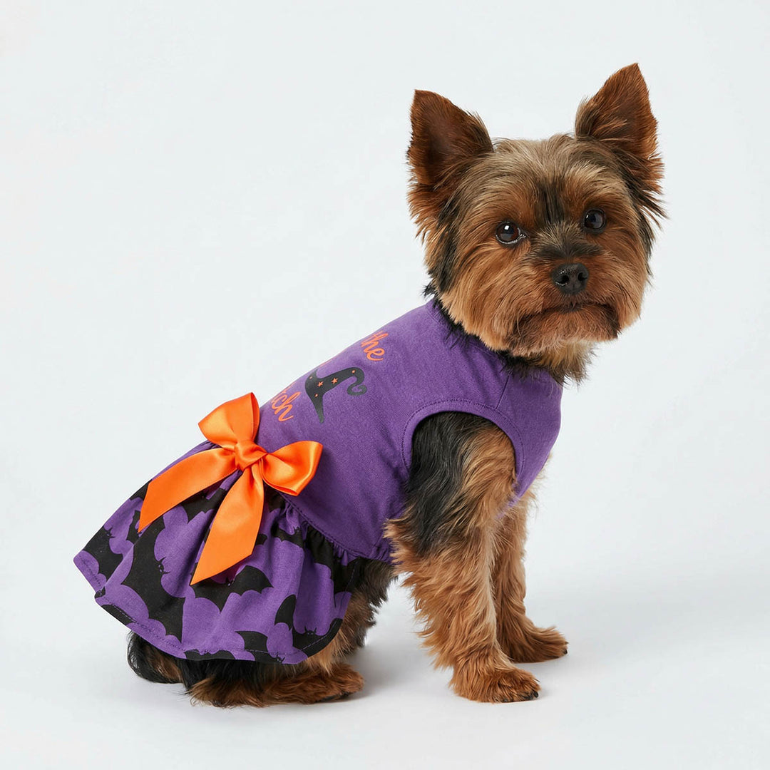 Yorkie wearing a purple Halloween dress with an orange bow on a white background