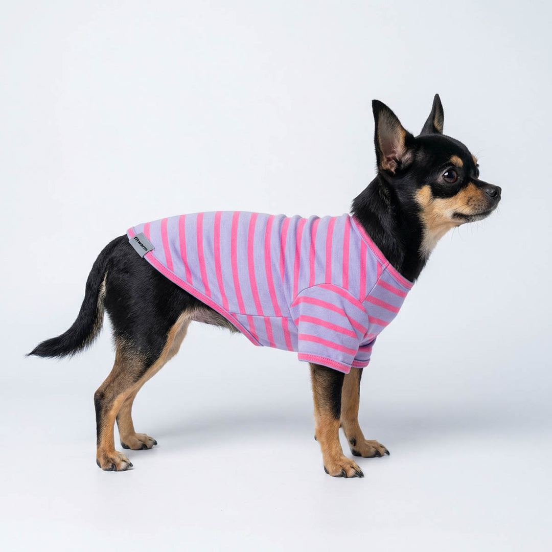 Chihuahua in a pink striped summer shirt for dogs