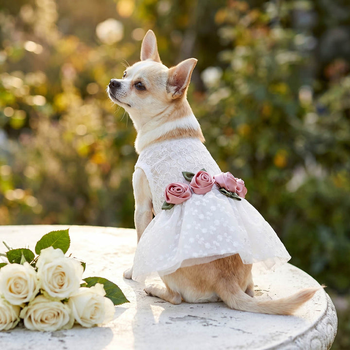 Small dog in a white dress for dogs with pink flowers sitting outdoors next to white roses