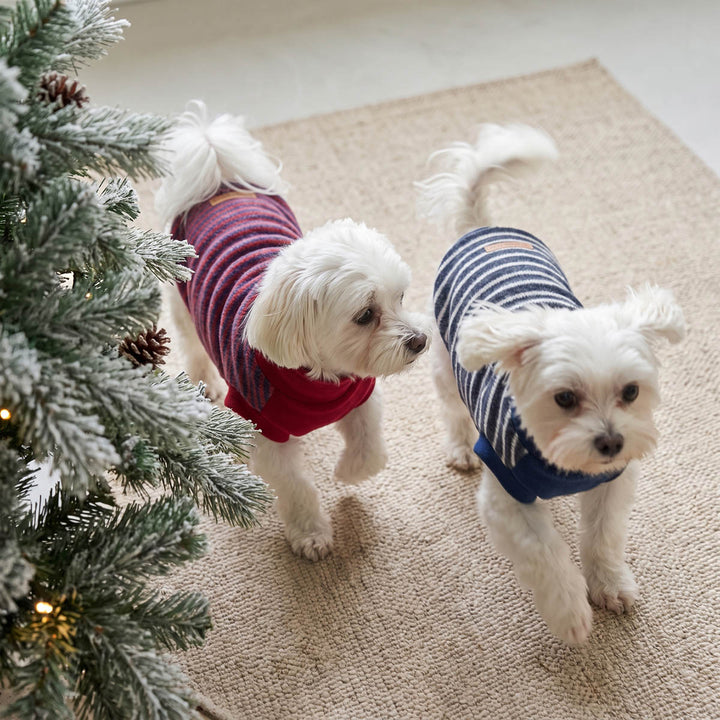 Two small white dogs wearing cozy knit dog sweaters, standing on a beige rug next to a decorated Christmas tree