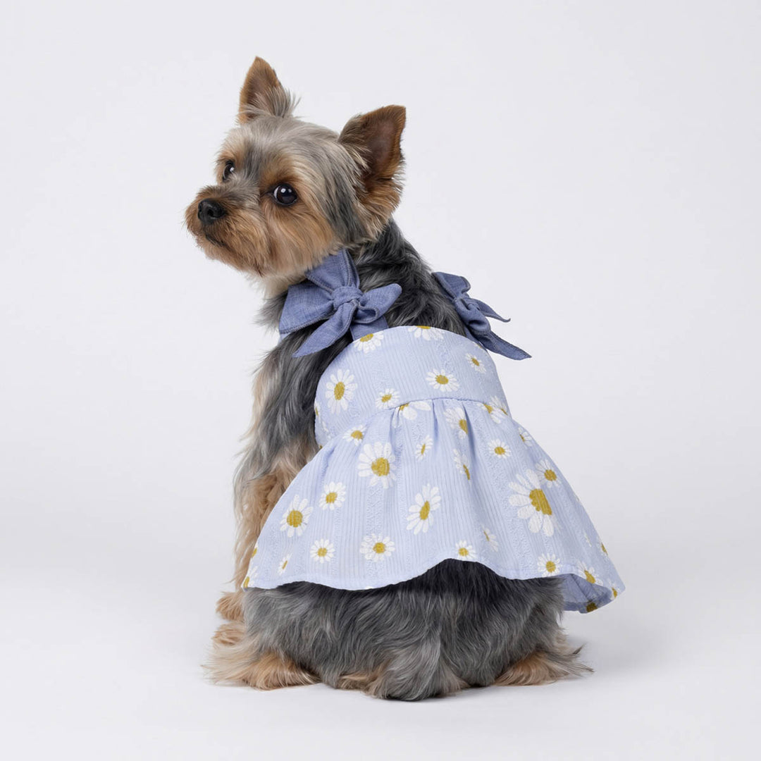 Dog wearing a blue dress for dogs with white floral pattern and bows on a white background