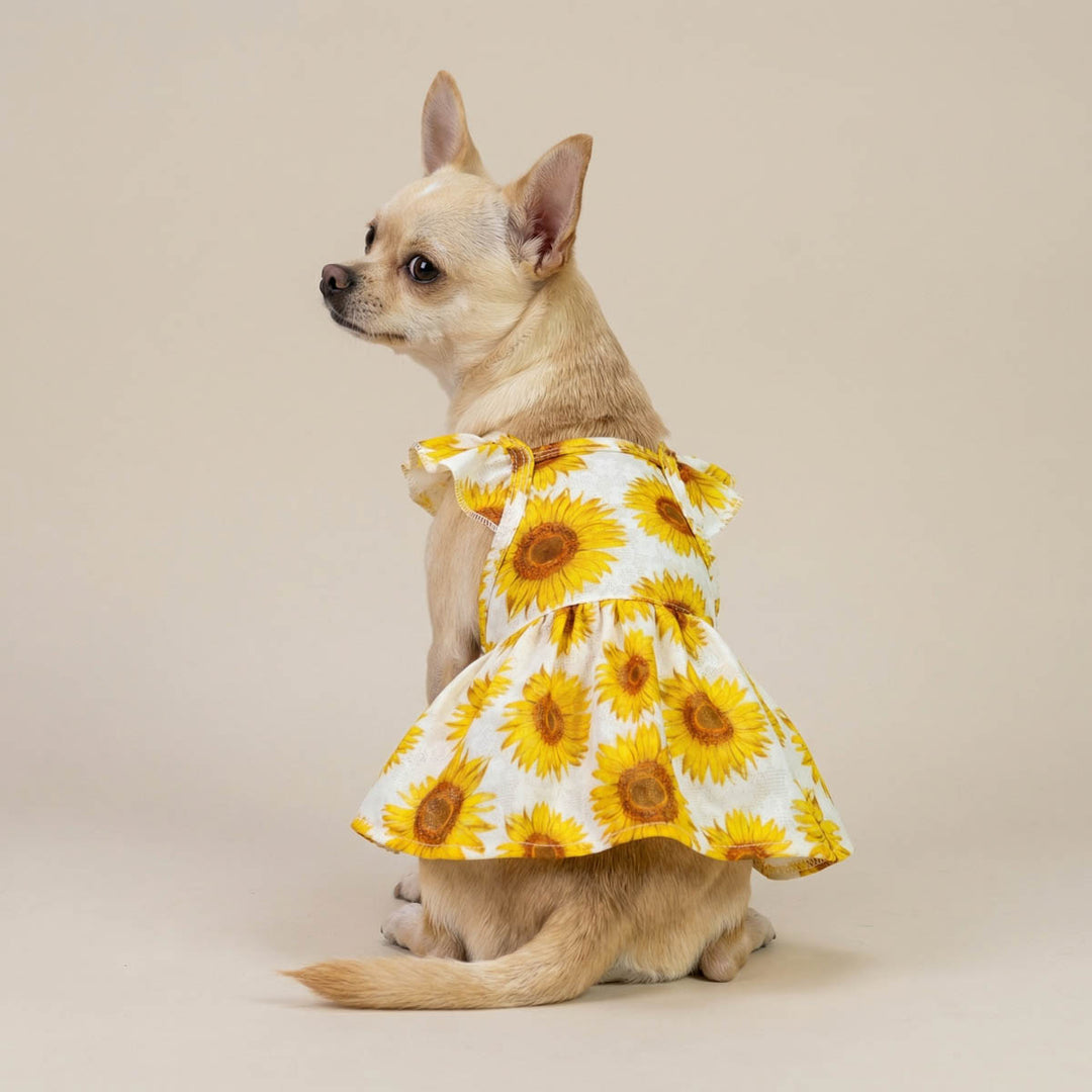 Chihuahua sitting in beige background in a sunflower dress for dogs