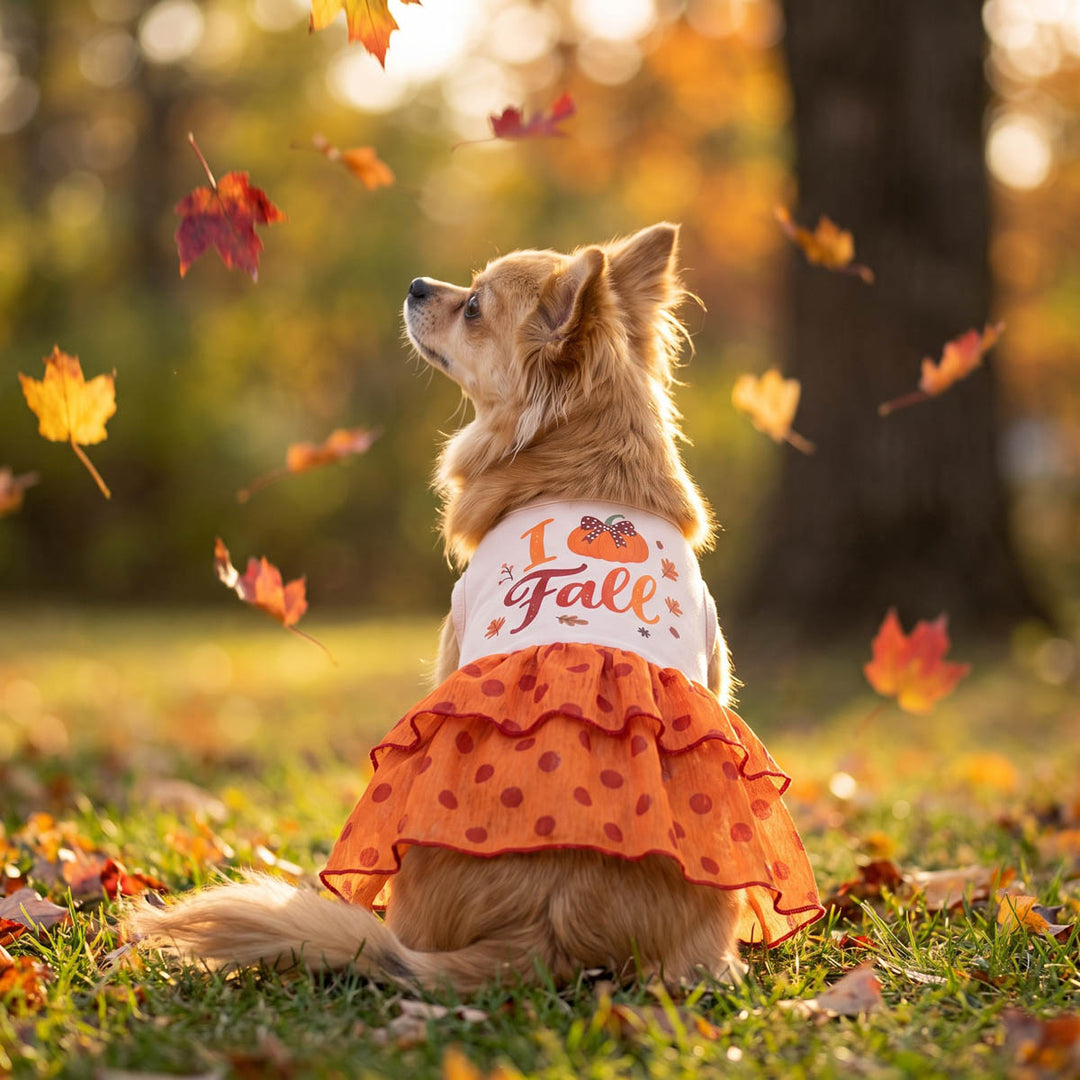 Small long haired Chihuahua sits on grass in an autumn park wearing a dog thanksgiving dress with 'I Love Fall' lettering and an orange ruffled skirt with red polka dots
