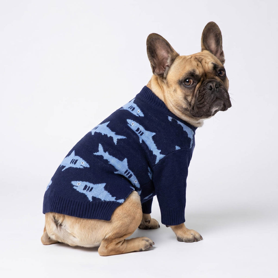 French Bulldog wearing a navy blue knitted sweater for dogs with a light blue shark pattern
