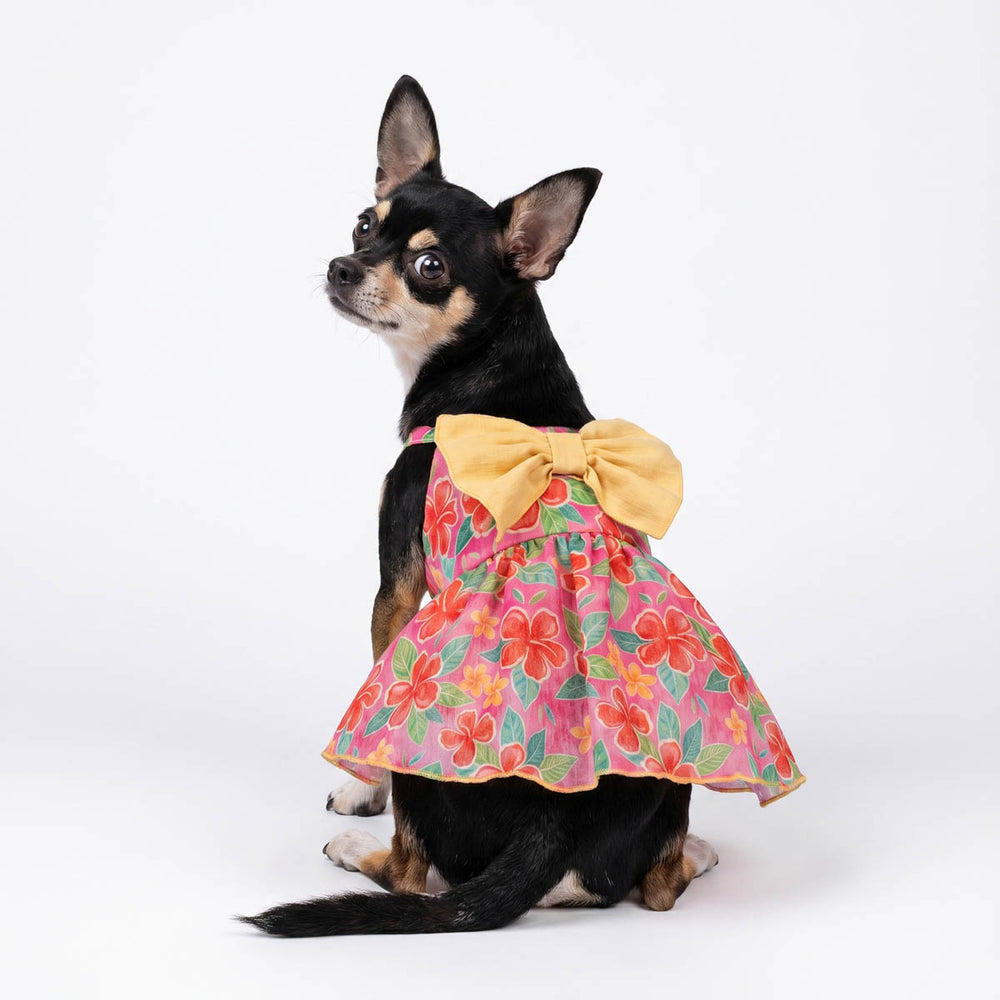Chihuahua looks back with a floral dog dress in a big yellow bow