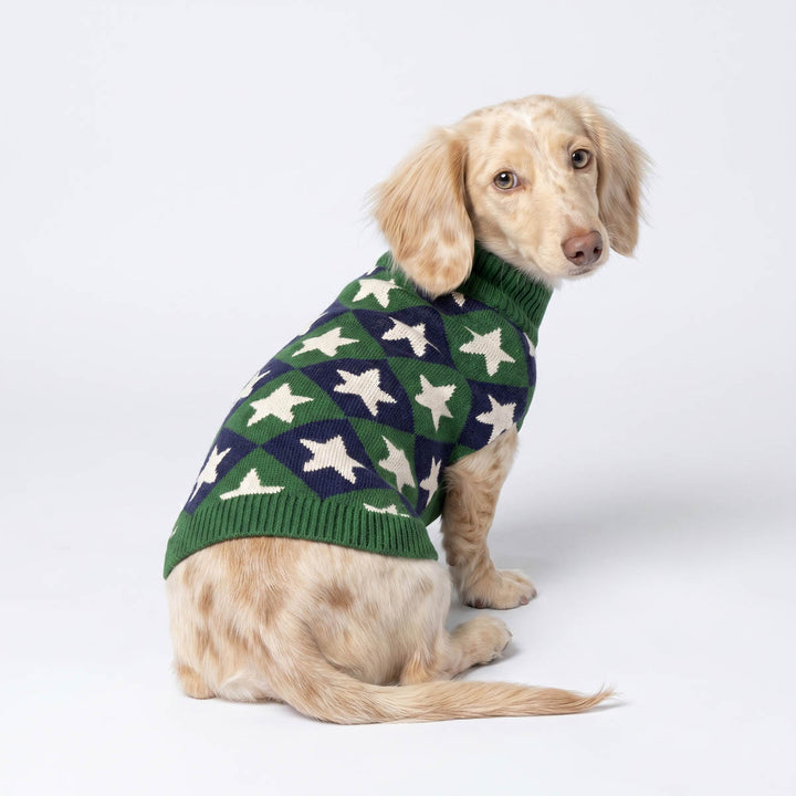 Dachshund sitting on white background with plaid star sweater for dogs