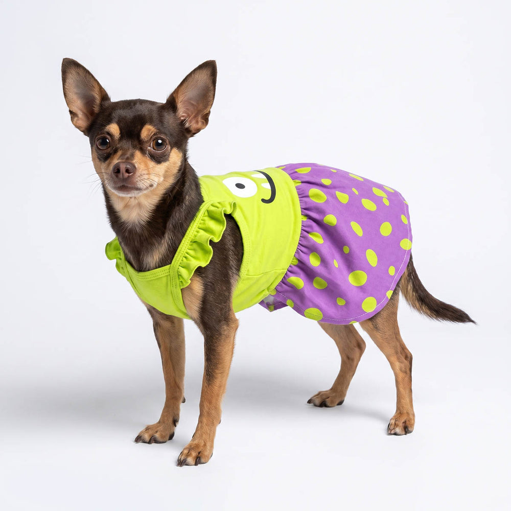 Chihuahua standing on a studio background with a Halloween dress for dogs with monster face prints and polka dot skirt