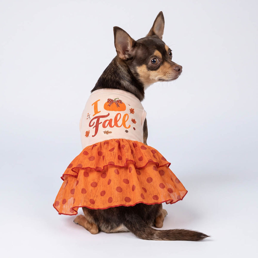 Small Chihuahua wearing a Thanksgiving dress for dogs with a cream top printed with 'I Love Fall' and pumpkins, and an orange ruffled skirt with red polka dots, posed against a light gray studio background