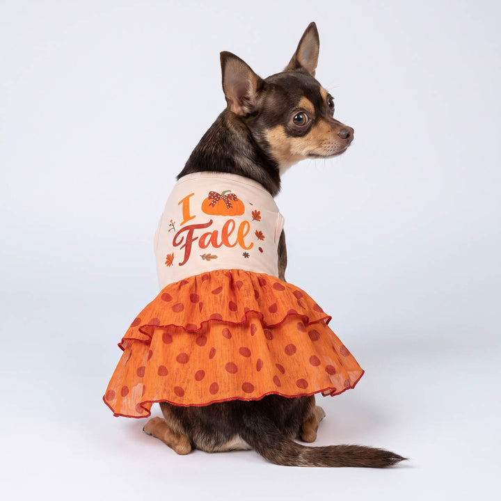 Small Chihuahua wearing a Thanksgiving dress for dogs with a cream top printed with 'I Love Fall' and pumpkins, and an orange ruffled skirt with red polka dots, posed against a light gray studio background