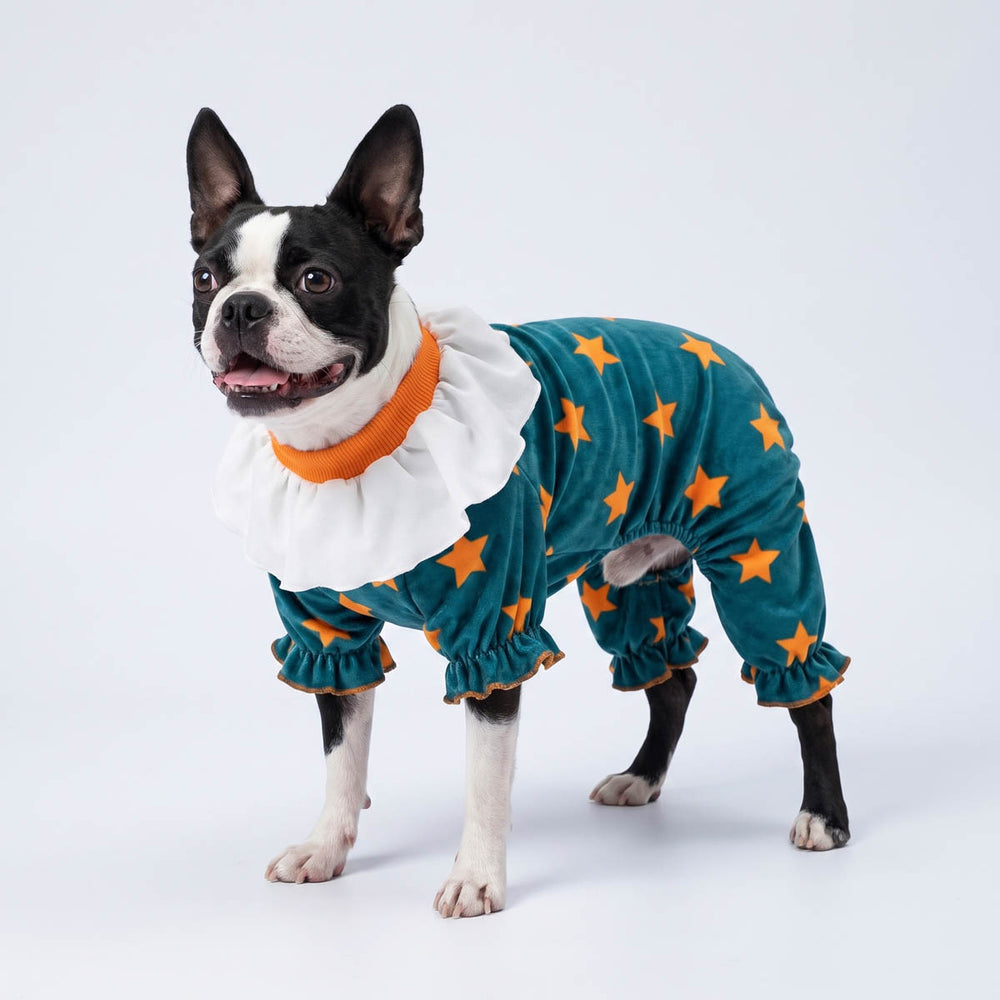 Boston Terrier dog wearing a teal velvet costume for dogs with orange star patterns and a white ruffled collar, standing against a light gray studio background