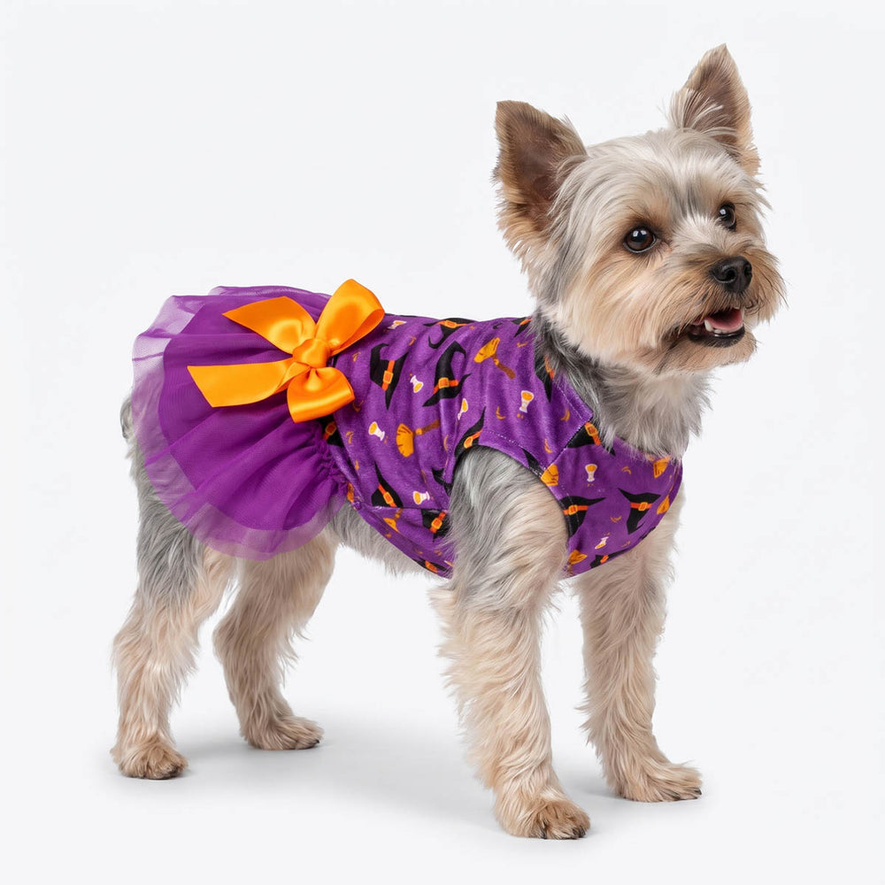 Small gray and cream dog wearing a purple Halloween costume dress for dogs with an orange bow and orange/black spider print, standing against a white studio background