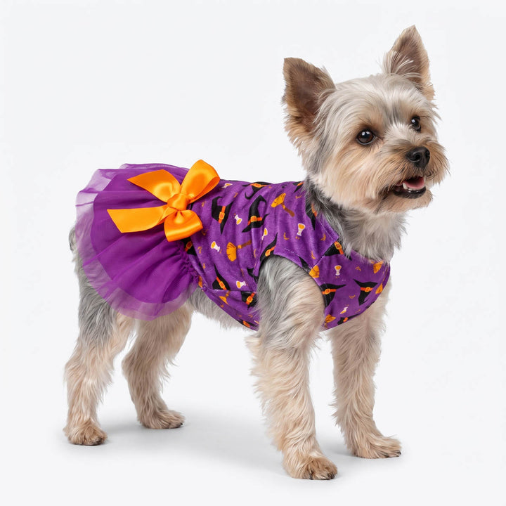Small gray and cream dog wearing a purple Halloween costume dress for dogs with an orange bow and orange/black spider print, standing against a white studio background