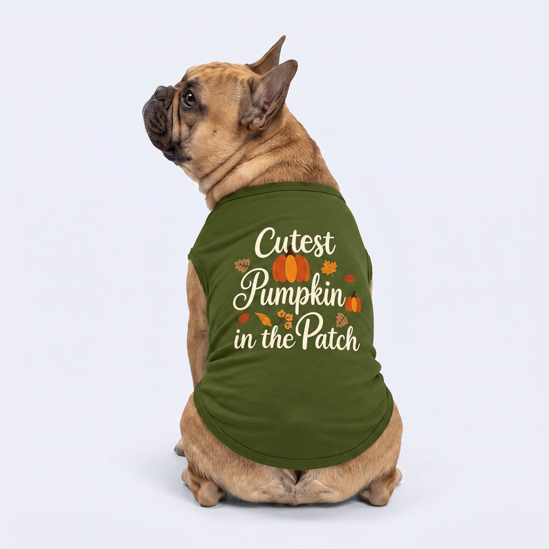 French Bulldog wearing an olive green dog t-shirt with the text 'Cutest Pumpkin in the Patch' in cream, sitting against a light gray studio background