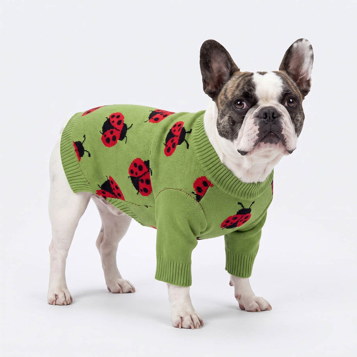 Boston Terrier dog wearing a green dog knitted sweater with a red and black ladybug pattern
