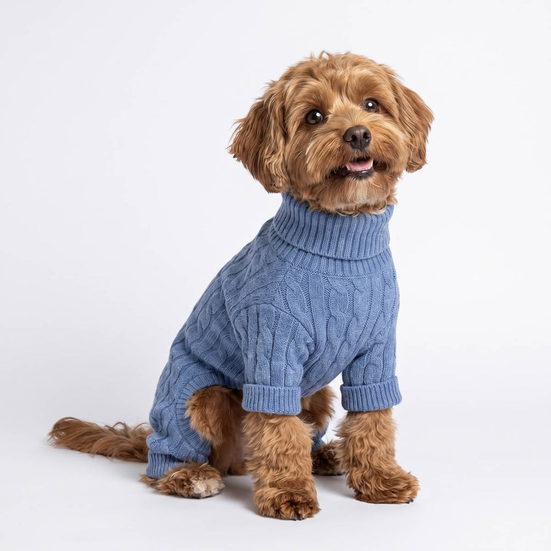 Small brown dog wearing a blue twist knit  dog pjs, sitting against a plain white studio background