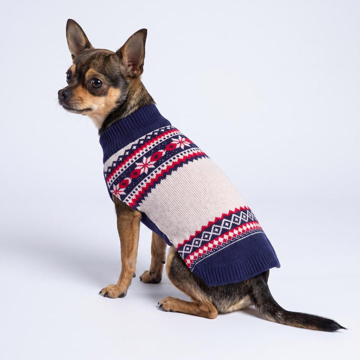 Small black and tan dog wearing a navy blue, cream, and red patterned dog knit sweater, sitting against a light gray studio background