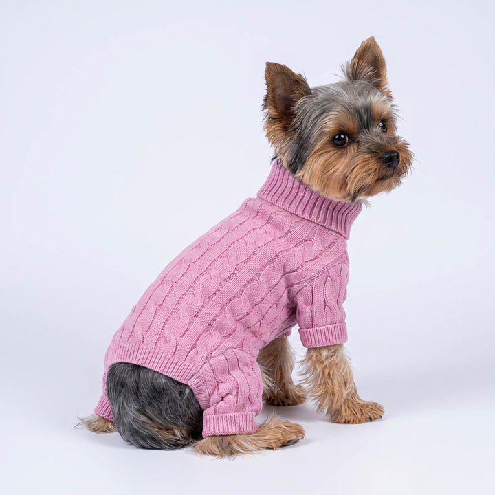 Small Yorkshire Terrier dog wearing a pink knitted turtleneck sweater for dogs, photographed against a seamless white studio background