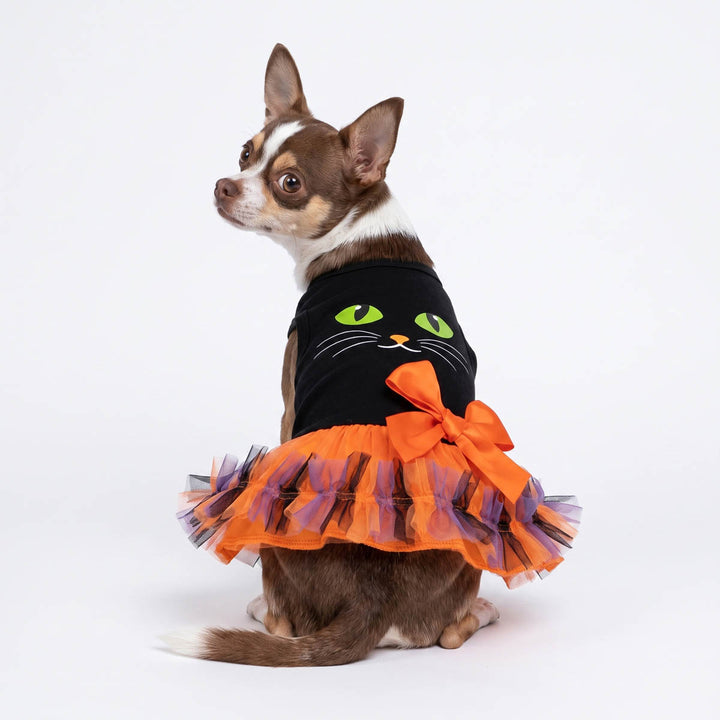 Small brown and white Chihuahua dog wearing a black cat-themed dog Halloween dress with green eyes, white whiskers, and an orange ruffled tutu skirt with a large orange bow